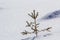 Beautiful Christmas winter landscape. Small young green tender fir tree spruce growing alone in deep snow on mountain slope on