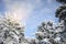 Beautiful Christmas winter panorama. Conifer in hoarfrost. Mountain view on a sunny day.