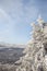 Beautiful Christmas winter panorama. Conifer in hoarfrost. Mountain view on a sunny day.