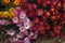 Beautiful chrysanthemum as background picture. Chrysanthemum wallpaper, chrysanthemums in autumn. Crimea, Nikita