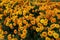 Beautiful chrysanthemum as background picture. Chrysanthemum wallpaper, chrysanthemums in autumn. Crimea, Nikita