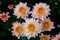 Beautiful chrysanthemum as background picture. Orange Chrysanthemum