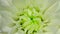 Beautiful chrysanthemum bouquet. Video with garden flowers. Horizontal flowers footage