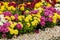 Beautiful chrysanthemum bushes yellow, red, white, pink, red colors