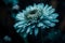 Beautiful Chrysanthemum flower in the twilight, selective focus. Drops of dew on petals