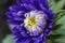 Beautiful chrysanthemum flowers close up. Purple chrysanthemum flower head. Beautiful chrysanthemum flowers outdoors