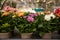 Beautiful chrysanthemum flowers in flowerpots.