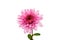 Beautiful chrysanthemum isolated