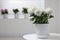 Beautiful chrysanthemum plant in flower pot on white table in room, space for text