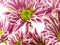 Beautiful chrysanthemums pink flower bouquet close up