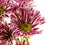 Beautiful chrysanthemums pink flowers bouquet close up