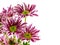 Beautiful chrysanthemums pink flowers bouquet close up