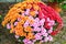 Beautiful chrysanthemums in pots