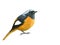 Beautiful chubby orange bird with silver head and black wings, D