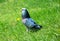 Beautiful chubby pigeon on grass
