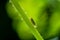 Beautiful  cicada in backlight on stalk in green nature