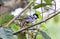 A beautiful Cinereous tit on a branch