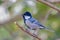 A beautiful Cinereous tit on a branch