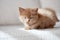 Beautiful cinnamon color british short hair kitten