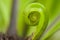 Beautiful circle Bird`s nest fern leave close up, Macro photo.