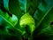 Beautiful circle Bird`s nest fern leave close up Water Drops on Fern