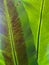 Beautiful circle Bird`s nest fern leave close up Water Drops on Fern