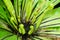 Beautiful circle Bird `s nest fern leave close up, Water Drops on Fern, Macro photo. Ferns sprout