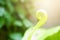 Beautiful circle Bird`s nest fern leave close up, Water Drops on Fern, Macro photo. Ferns sprout