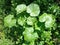 Beautiful circle leaves background of plants in nature . nature concept