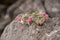 Beautiful circlet of flowers. Beautiful pink roses and different flowers