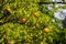 Beautiful citrus tree with ripe fruits