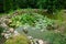 Beautiful classical garden fish pond gardening