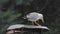 A Beautiful, Clean and Bright Feathered Seagull Bird on the Roof