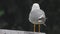 A Beautiful, Clean and Bright Feathered Seagull Bird on the Roof