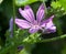 beautiful clear sharp purple common mallow flower Malva sylvestris