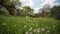 Beautiful clearing with blooming wildflowers in a park