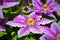 Beautiful clematis blue-purple flowers in the