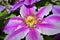 Beautiful clematis blue-purple flowers in the