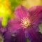 Beautiful clematis flower