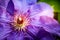 Beautiful clematis flower