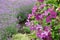 Beautiful clematis flowers in foreground and lavender not in focus