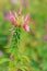Beautiful Cleome spinosa linn. or spider flower in the green background