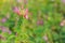 Beautiful Cleome spinosa linn. or spider flower in the green background