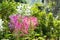 Beautiful Cleome spinosa or Spider flower in the garden