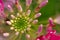 Beautiful Cleome spinosa or Spider flower in the garden close up