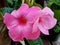 Beautiful climbing Pink Mandevilla flowers at full bloom