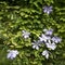 The beautiful climbing plant Clematis. Bush of Lilac clematis Flower close-up. Clematis Vine