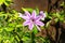 Beautiful climbing plant Clematis Nelly Moser. One flower Clematis Nelly Moser or Leather flower Nelly Moser