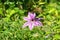 Beautiful climbing plant Clematis Nelly Moser. One flower Clematis Nelly Moser or Leather flower Nelly Moser