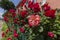 Beautiful Climbing red roses bush in garden at summer day. Climbing rosebush in outdoor rose flower garden. Beautiful bush of red